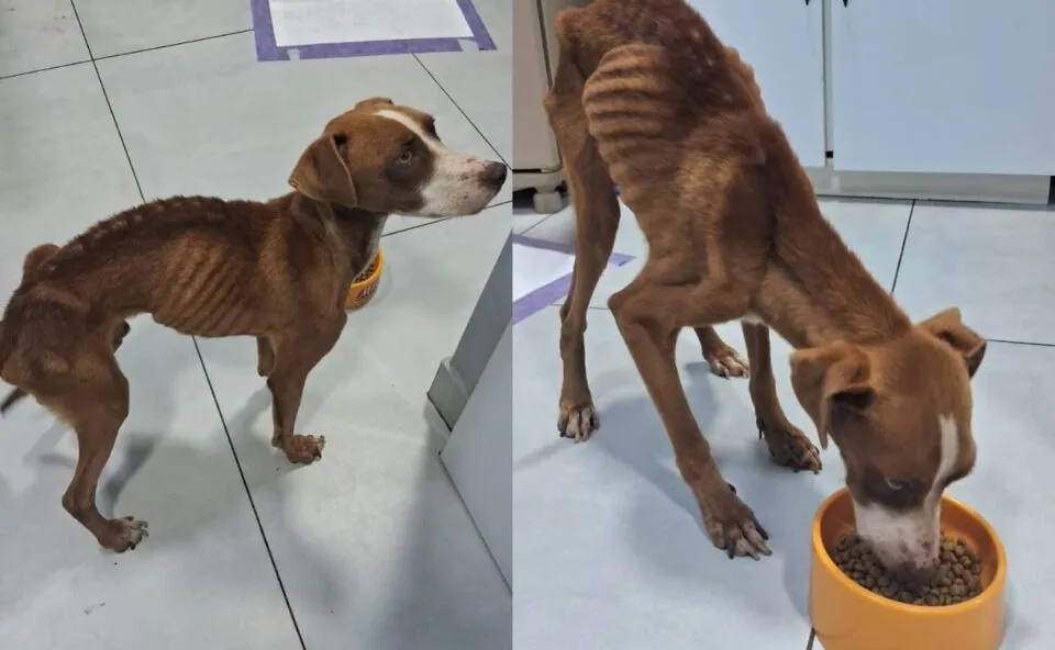 Tutor é preso por maus-tratos após cachorro ser encontrado extremamente magro e infestado de carrapatos