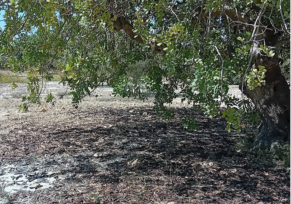 Crisis y riesgo de abandonos de un cultivo 'cortafuegos natural' ante los incendios