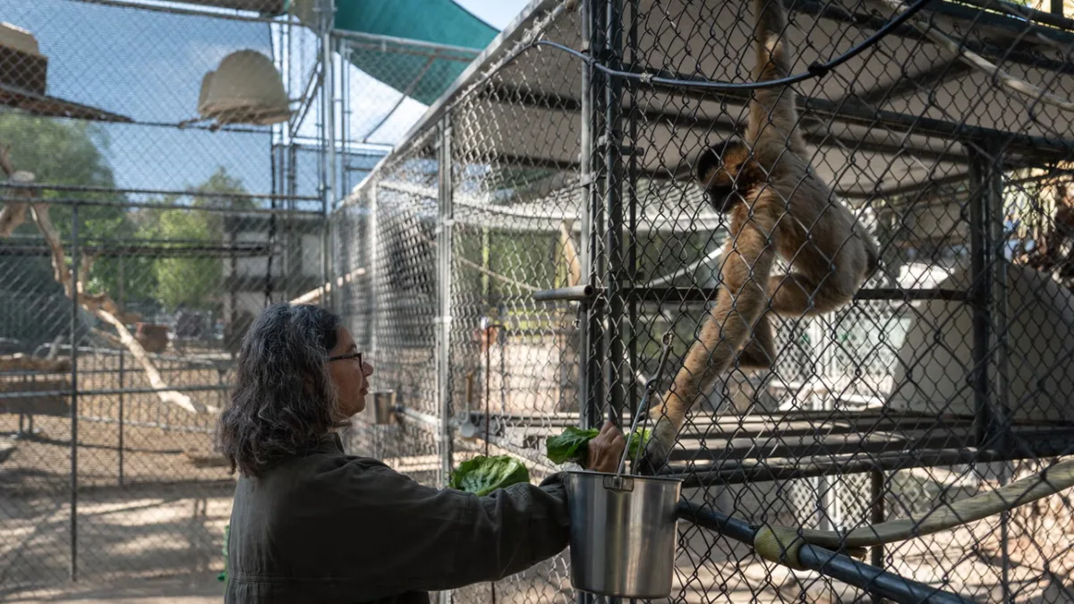 50 years ago, this California sanctuary began saving some of the world’s rarest gibbons