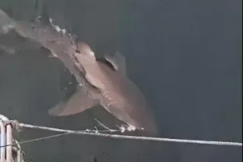 Great white shark spotted near Seal Island after eight years