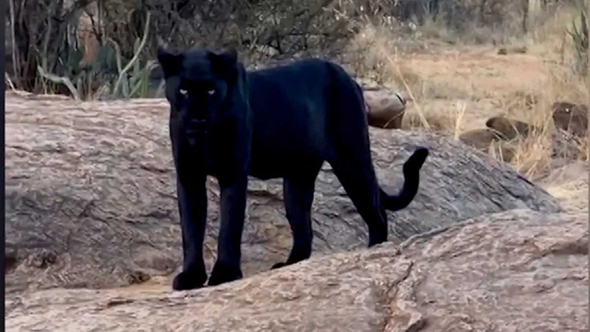 Kenia: Fotografin filmt seltenen schwarzen Leoparden mit Jungtier