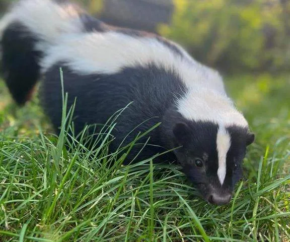 Skunk rabies case prompts public warning in B.C. Interior