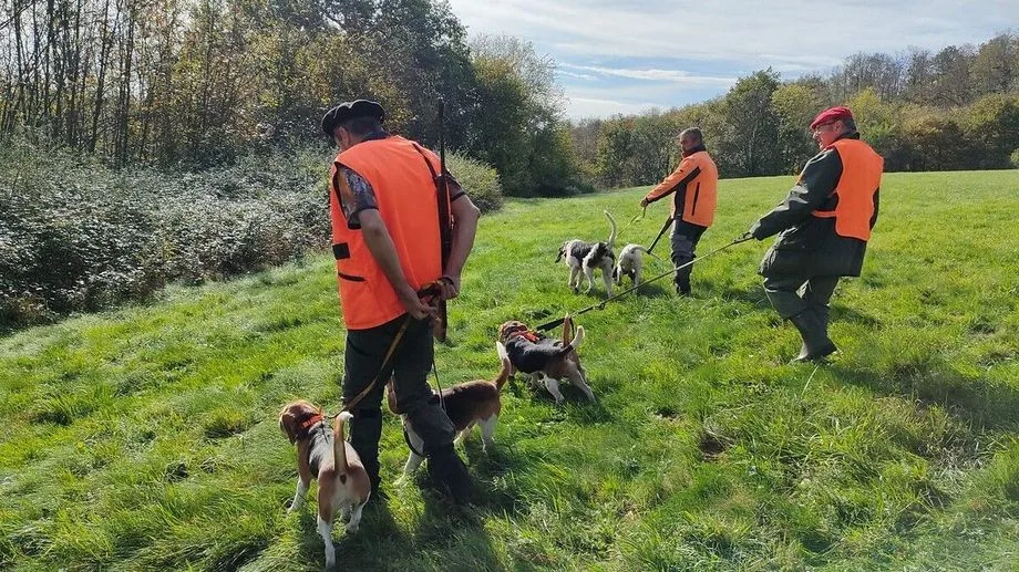 TÉMOIGNAGES - "Laissez la faune se remettre" : des associations demandent le report de la chasse après les canicules