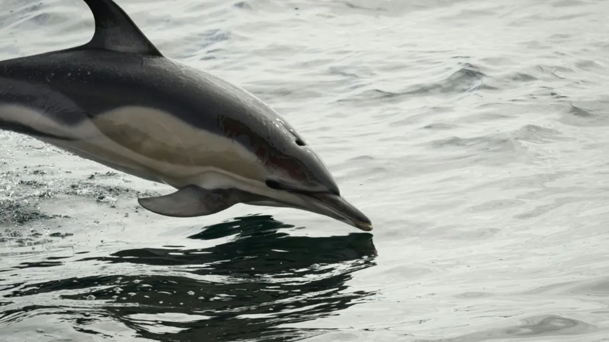Nach Verlegung aus Freizeitpark in Südfrankreich: Delfin in Spanien verendet