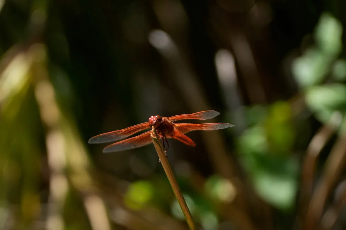 The symbolism behind dragonflies as rare swarms spotted in California