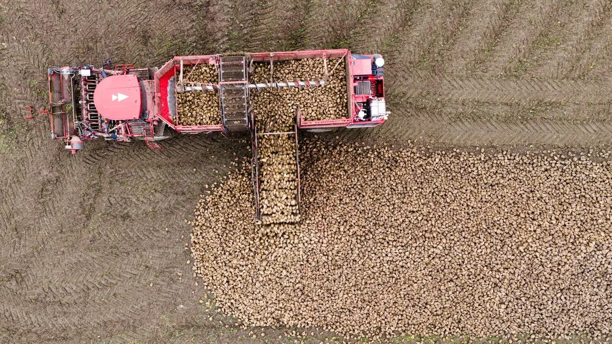Sorge vor niedrigen Preisen: Niedersächsische Rübenbauern rechnen mit normaler Ernte