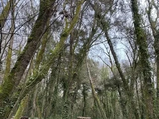Dans l’Oise, une tornade ravage 40 hectares de forêt