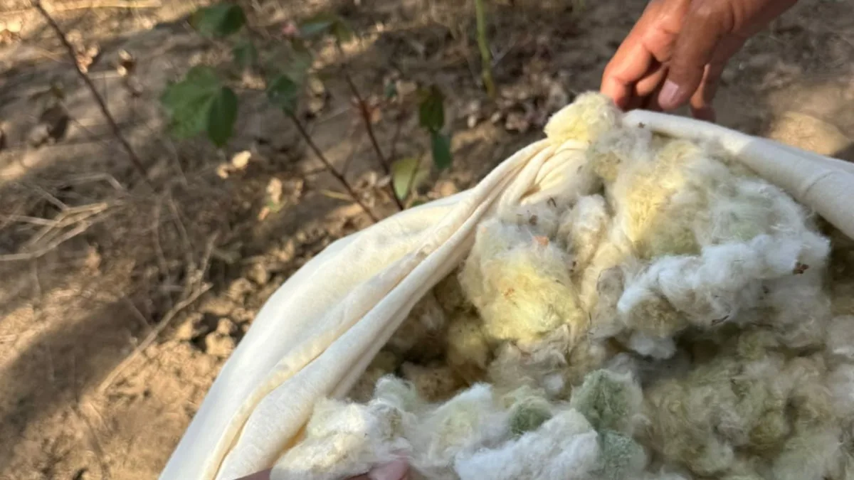 Produção de algodão colorido verde em Itatuba, na PB, é pioneira no país e exportada para a Europa