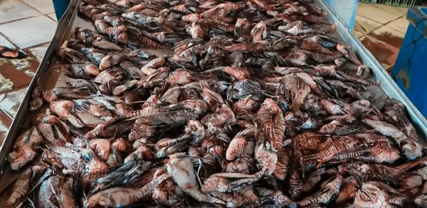 Peixe venenoso avança na Bahia, e quase 500 exemplares são retirados do mar