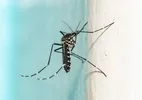 'Primo' do Aedes aegypti consegue pôr ovos a mais de 10 metros do solo