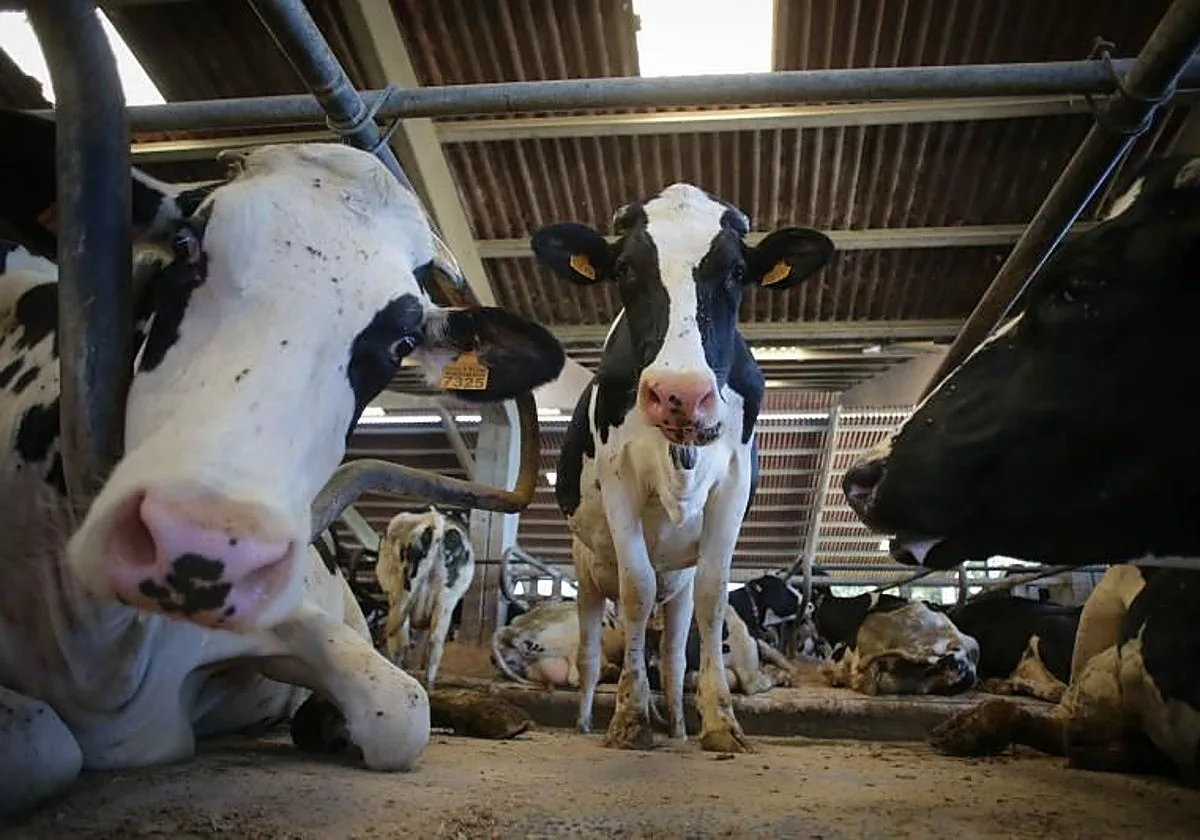 Productores ecológicos piden usar forrajes convencionales de forma «puntual» por la sequía