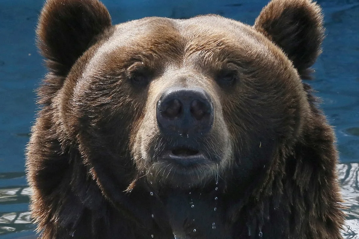 Russia cracks down on AI bears as real attacks spread fear