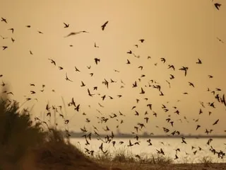 Les animaux peuvent-ils nous aider à prévoir la météo ?