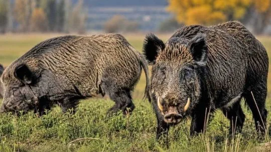 El jabalí ya causa una invasión ecológica grave y silenciosa