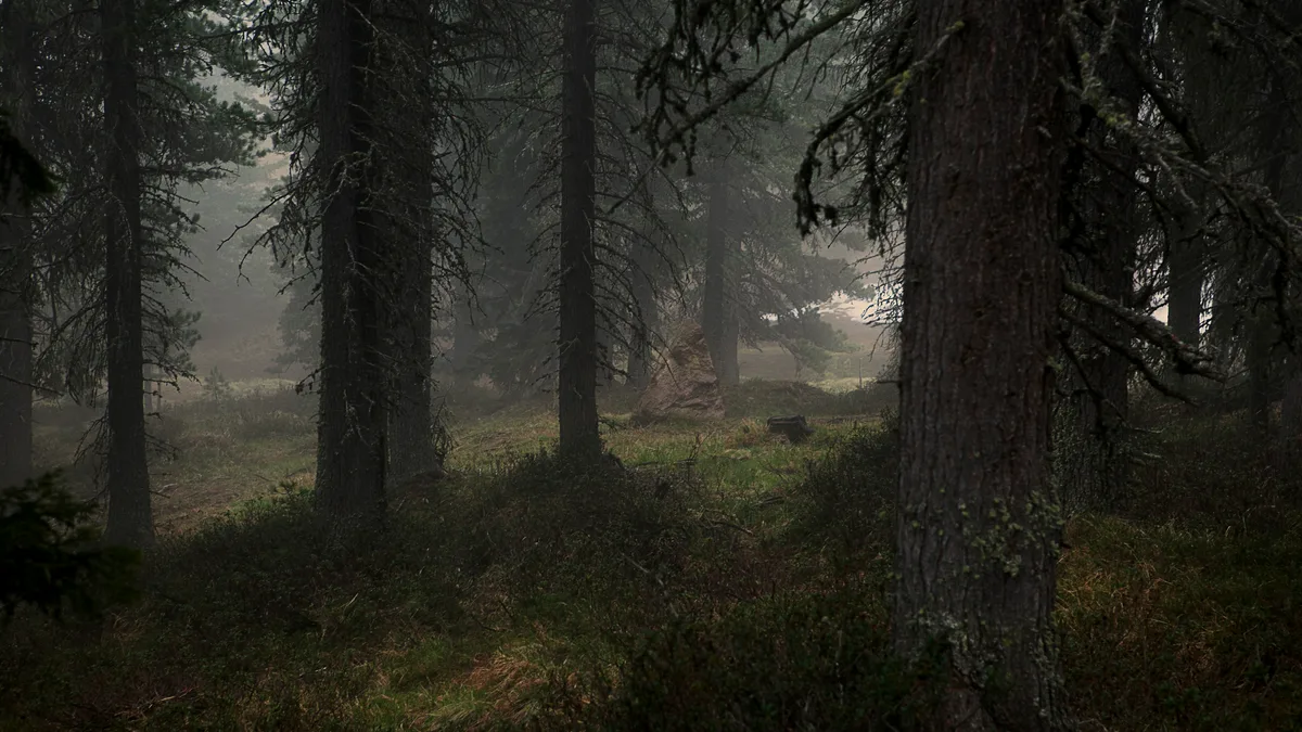 The Growing Lawlessness in California’s Forests