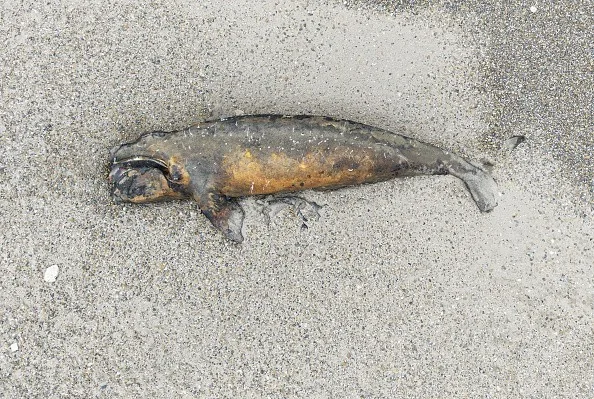 Una bacteria, posible causa del récord de muertes de crías de ballena en la Patagonia argentina