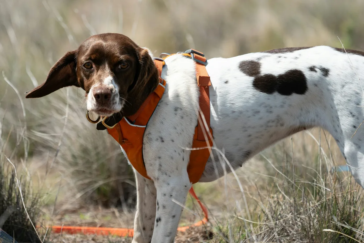 Our detection dogs are helping protect one of Australia’s most imperiled lizards