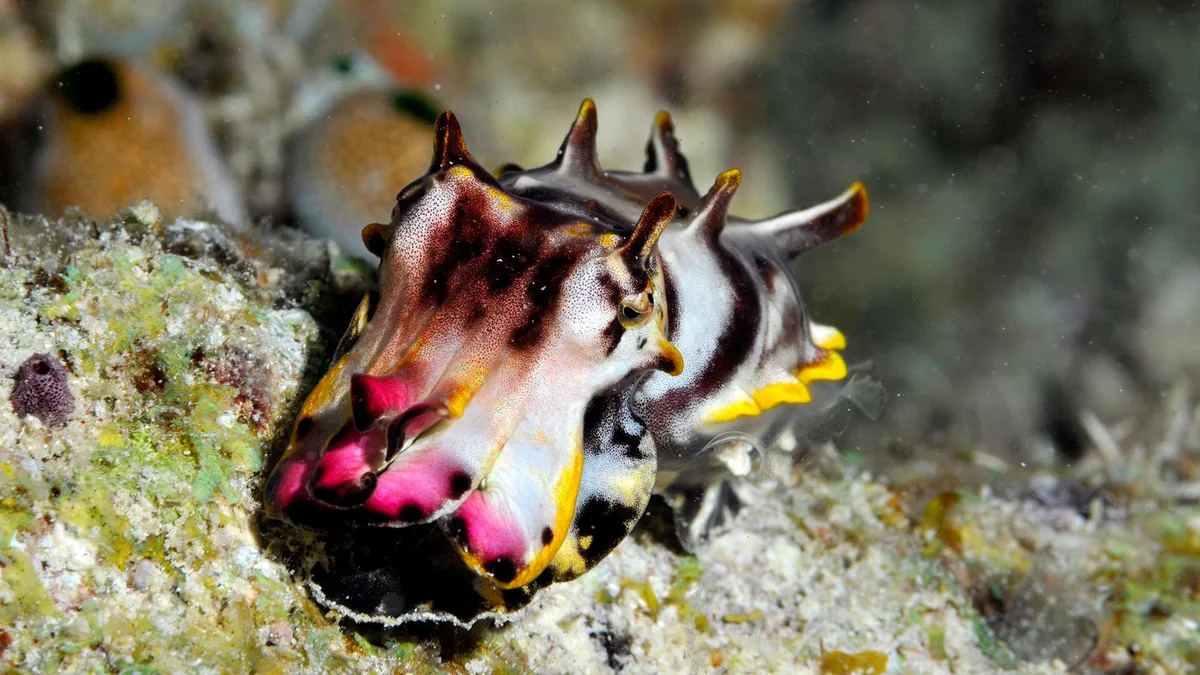 Can cuttlefish hypnotize their prey?