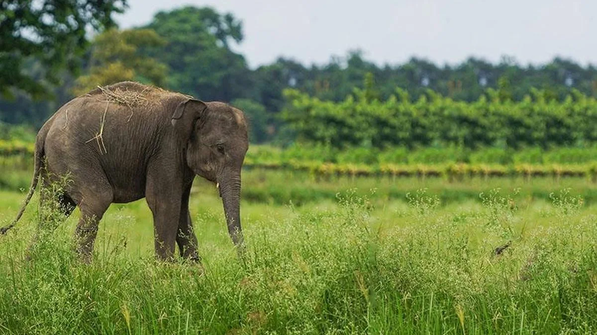 Wild elephant attacks tourist car at Mudumalai Tiger Reserve on Nilgiris Mysuru road