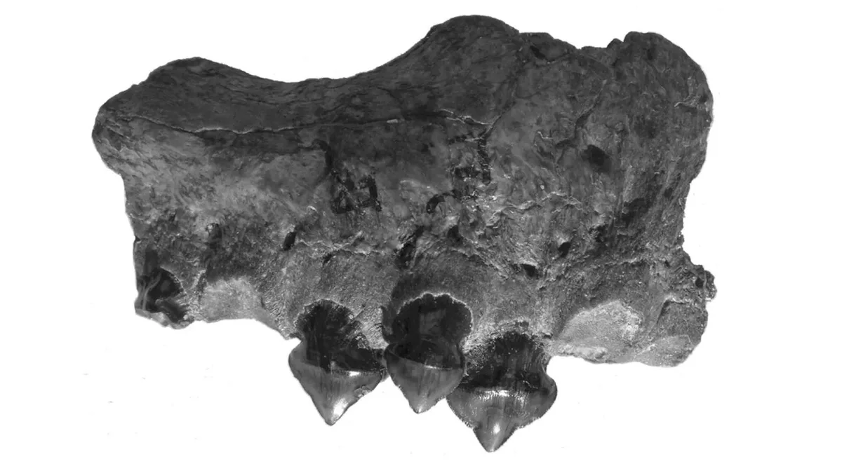 Una mandíbula de hace 10M de años revela que en Sudamérica existió un monstruo de río con una mordida tres veces más potente que la del megalodón