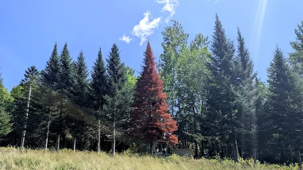 Record drought threatens future of New Brunswick's balsam firs