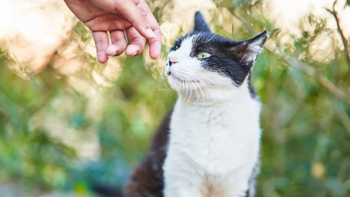 Subtiles Verhalten - So fragen Katzen nach Nähe – oder nach Abstand