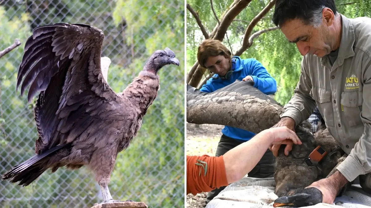 Pesaba 4 kilos y no podía volar: cómo fue la recuperación de “Daniel”, el cóndor que volverá a su hábitat en las sierras de Córdoba