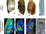 Listen to the sound of the Jurassic: Scientists recreate the eerie calls that echoed through forests 165 million years ago