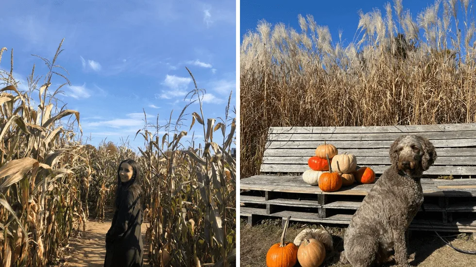 8 magical Toronto spots I visit every fall to feel like I'm in an autumnal dream
