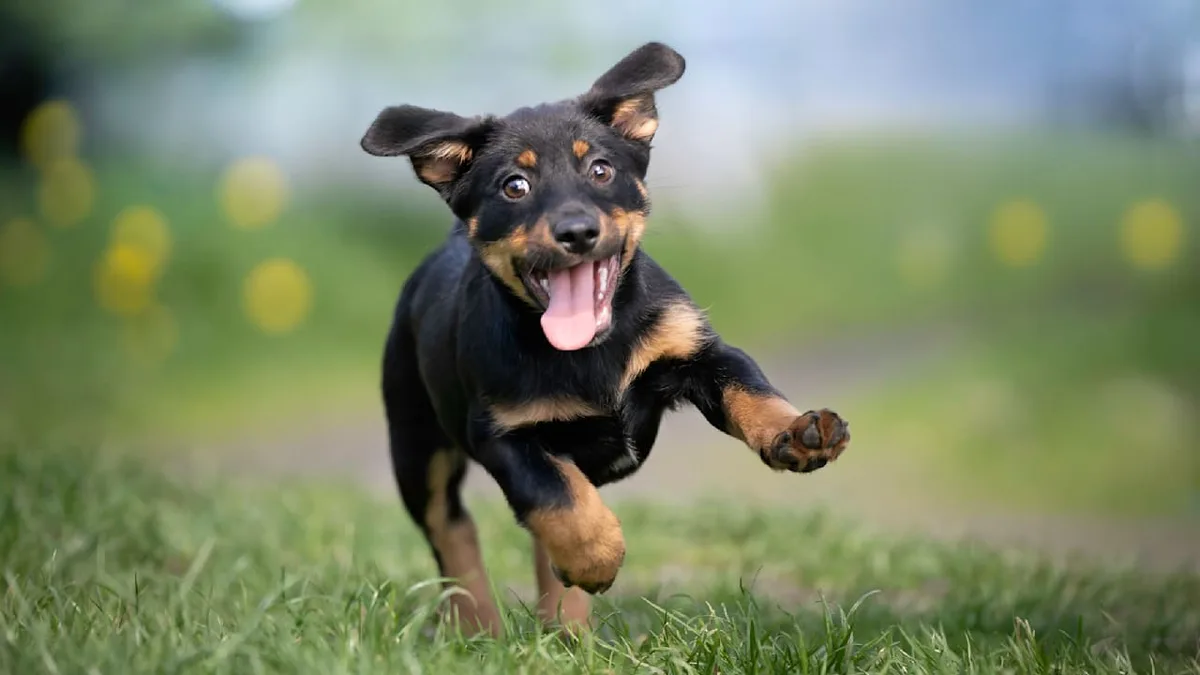 Zoomies - Der Grund, warum Hunde plötzlich lossprinten