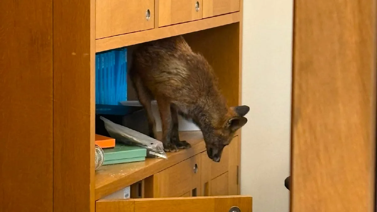Sicherheitssysteme überlistet - Fuchs schleicht sich in Briten-Parlament ein