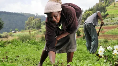 Women head most agricultural households but remain underrepresented in commercial farm ownership
