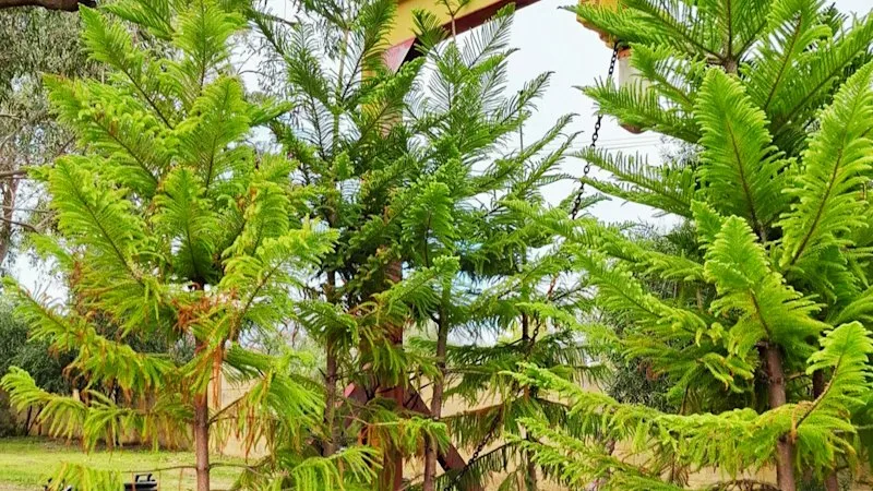 Plant, pull, repeat: Cottesloe council to vote on replacing uprooted Norfolk Pines