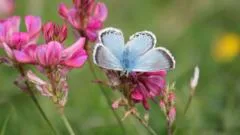 Nature reserves spot rare species during heatwaves