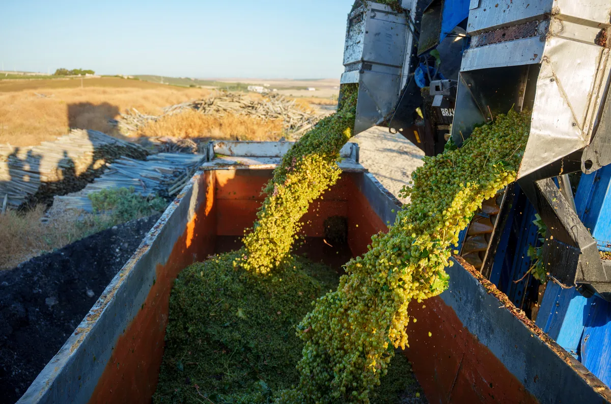 La viticultura, al límite: crisis climática, falta de mano de obra y precios a la baja