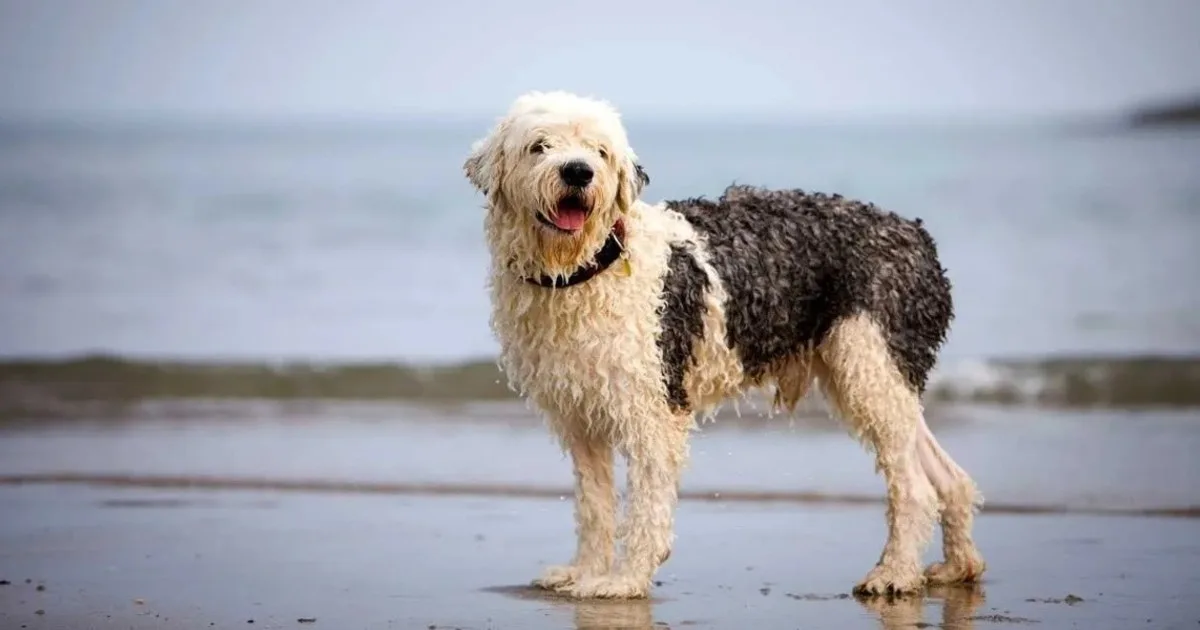 La regla de los 7 años no sirve: científicos encontraron la manera de calcular la edad de un perro