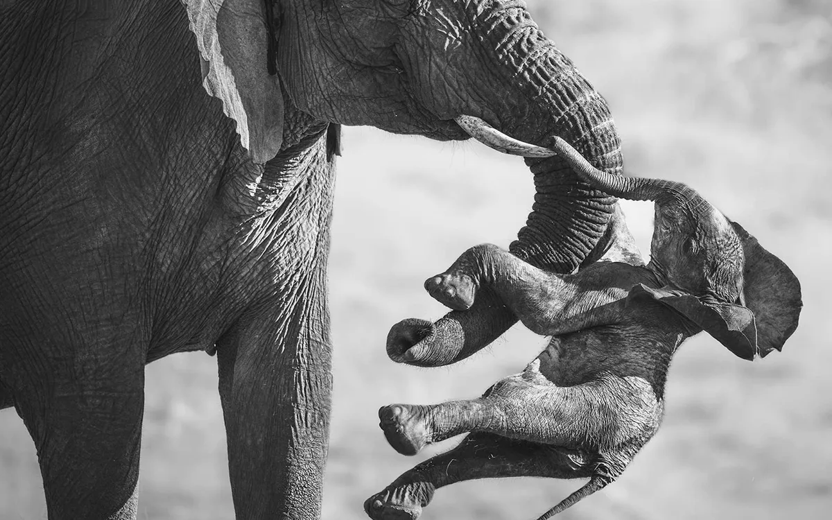 « Cette photo est un véritable choc » : une éléphante et son petit au cœur d'une scène qui bouleverse le monde