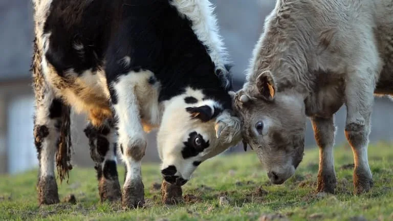 "L’animal broutait un peu trop proche du bord": un taureau meurt après avoir chuté d'une vingtaine de mètres en Bretagne