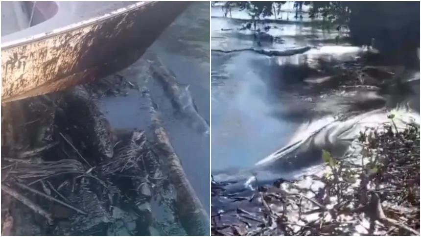 EN VIDEO: Denunciaron nuevo derrame de crudo en el Lago de Maracaibo, ambientalistas exigen «respuestas inmediatas»
