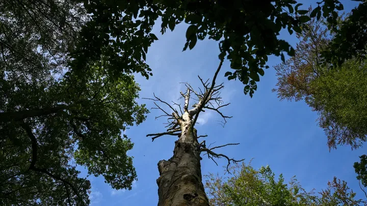 Biodiversité : que sommes-nous en train de perdre ?