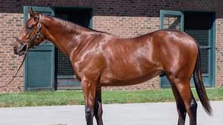 Potro de $2.8 millones: un hijo de Gun Runner paraliza las subastas en su primer día
