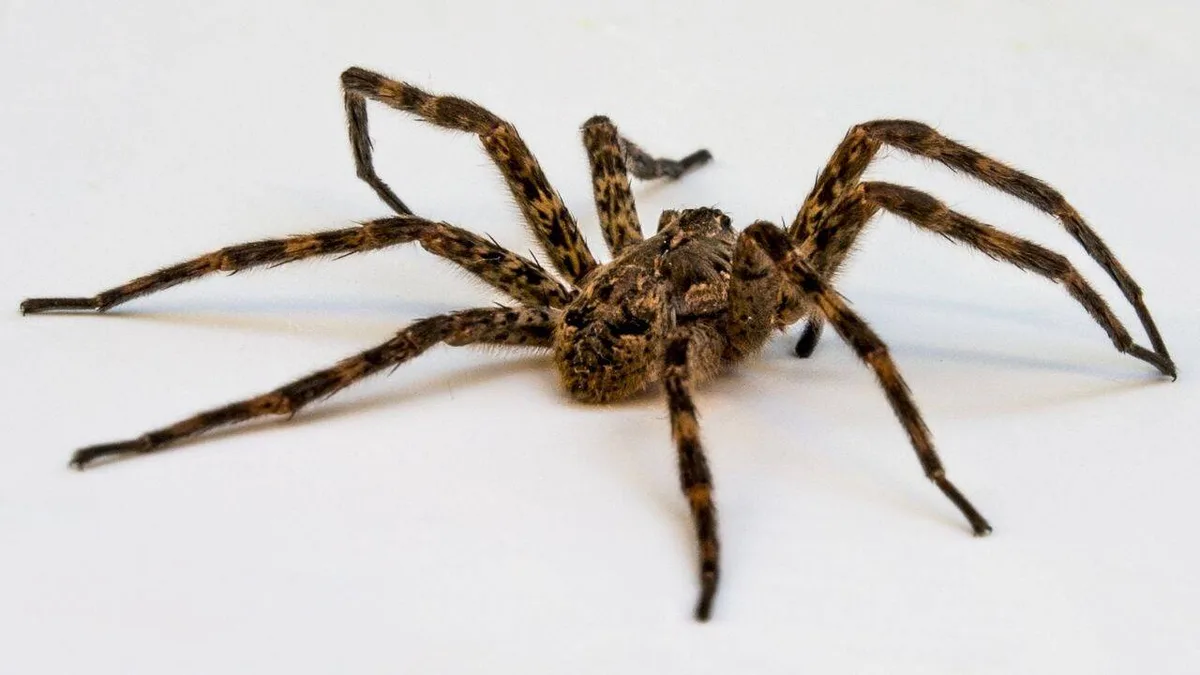 Spiders' stomach contents can reveal which insects and animals are living around them
