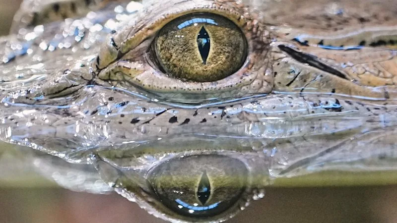 World in pictures this week, October 15, 2026