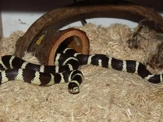 Panique dans un restaurant de Lyon : un serpent exotique découvert sous les chaises des clients