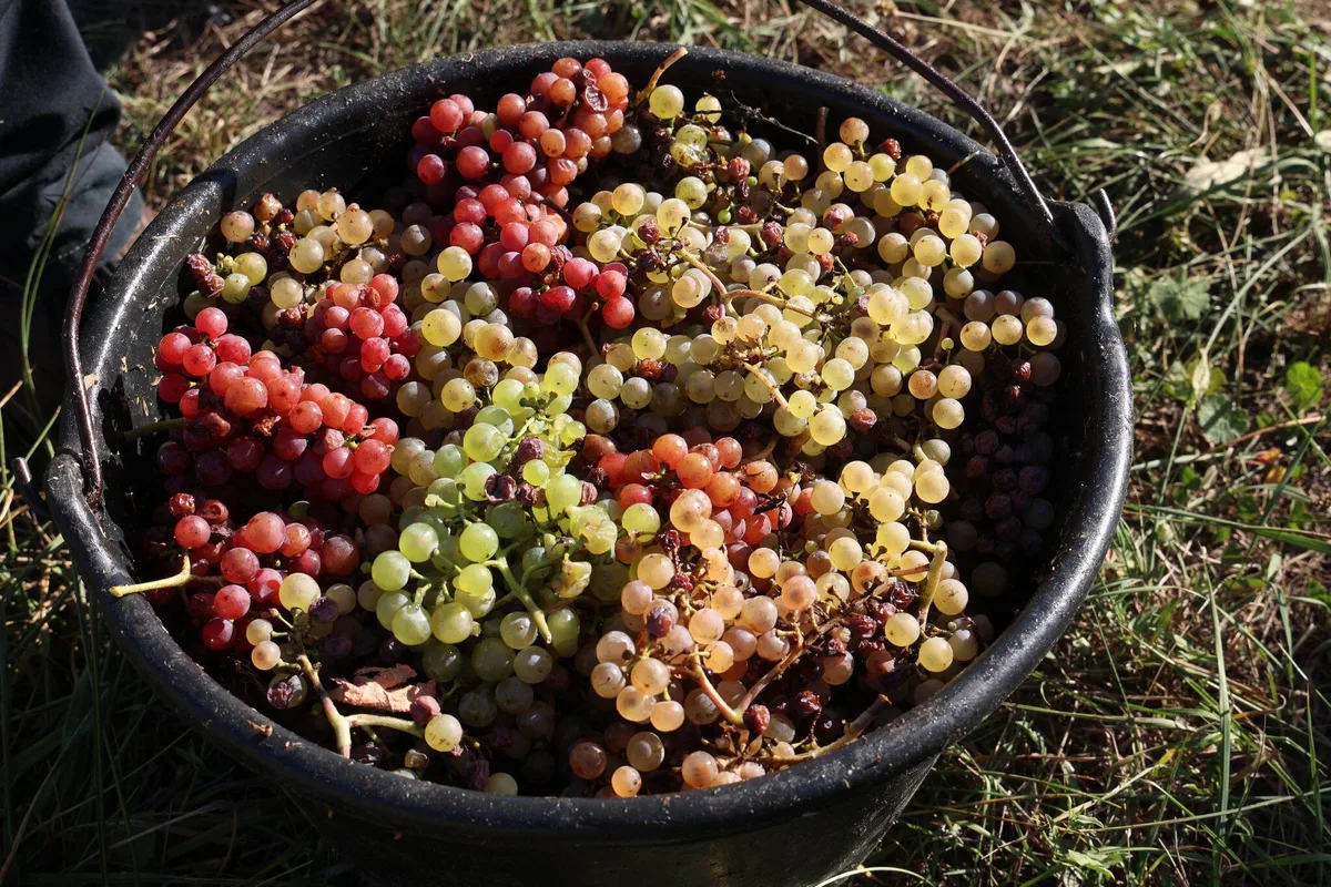 Comment la vigne du passé peut sauver le vin de demain face aux canicules