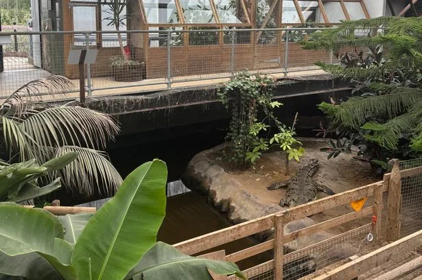 Major update issued on boy injured in crocodile enclosure zoo horror