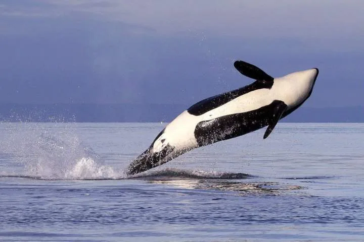 Can Carney fast-track a pipeline while also protecting endangered orcas?