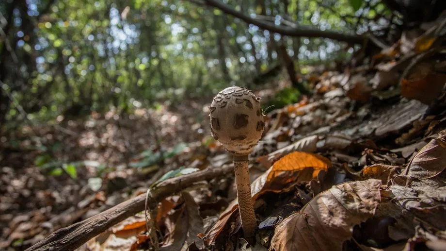 À cause de la sécheresse, les champignons absents des forêts alsaciennes, "c'est désastreux"