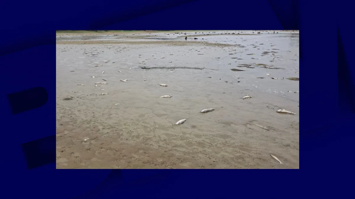 "Une catastrophe": des milliers de poissons retrouvés morts dans un lac des Landes