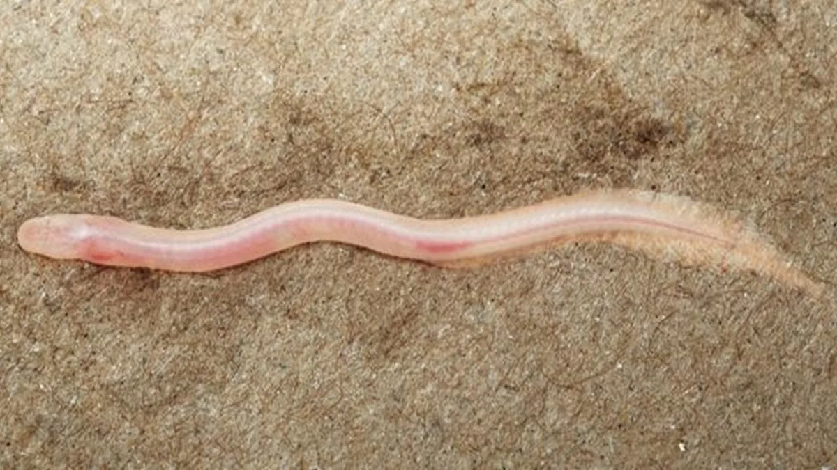 On a découvert un poisson souterrain inconnu, et c’est grâce à une vidéo sur TikTok